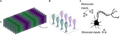 Good continuation in 3D: the neurogeometry of stereo vision